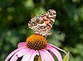 Image 6American lady butterfly on a purple coneflower