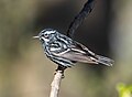 Image 11Black-and-white warbler in Prospect Park