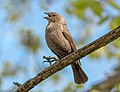 Image 100Female brown-headed cowbird chattering in Jamaica Bay Wildlife Refuge