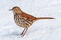 Image 33Brown thrasher (snow-nosed variety) in Central Park