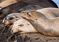 Image 110California sea lion nap time at La Jolla Cove