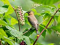 Image 64Cedar waxwing in pokeweed in Prospect Park