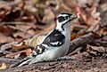 Image 15Downy woodpecker with a leaf on its nose in Prospect Park