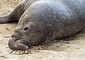 Image 29Male elephant seal resting between fights in Ano Nuevo