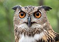 Image 49A rescued Eurasian eagle-owl