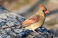 Image 107Female northern cardinal in Central Park