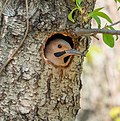 Image 56Northern flicker looking out from its nest in the Central Park North Woods