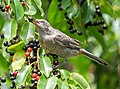 Image 76Gray catbird with a chokeberry in Prospect Park