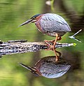 Image 29Green heron in Prospect Park