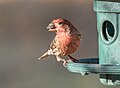 Image 101House finch with a sunflower seed at a feeder in Green-Wood Cemetery