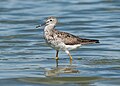 Image 85Lesser yellowlegs wading at the Jamaica Bay Wildlife Refuge