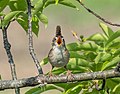 Image 126Marsh wren singing at Hammonasset Beach State Park