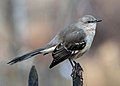 Image 83Northern mockingbird on a fence in Bay Ridge, Brooklyn