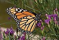 Image 86Monarch butterfly