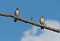 Image 88Northern rough-winged swallows in Jamaica Bay Wildlife Refuge