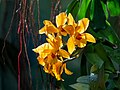 Image 85Cattlianthe Gold Digger ‘Orglade's Mandarin’ orchid