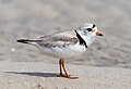 Image 138Piping plover in Queens