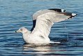 Image 57Ring-billed gull preening/bathing in Marine Park