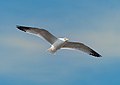Image 133Ring-billed gull in flight over Red Hook, Brooklyn