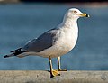 Image 110Ring-billed gull in Red Hook, Brooklyn