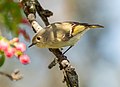 Image 90Ruby-crowned kinglet in Green-Wood Cemetery