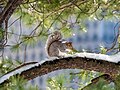 Image 100Eastern gray squirrel in Central Park