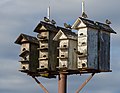 Image 136European starlings on a birdhouse on Staten Island