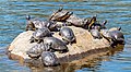 Image 17Pond sliders (red and yellow) and a river cooter fighting for basking space