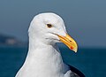 Image 50Western gull sitting on a boat in San Francisco Bay